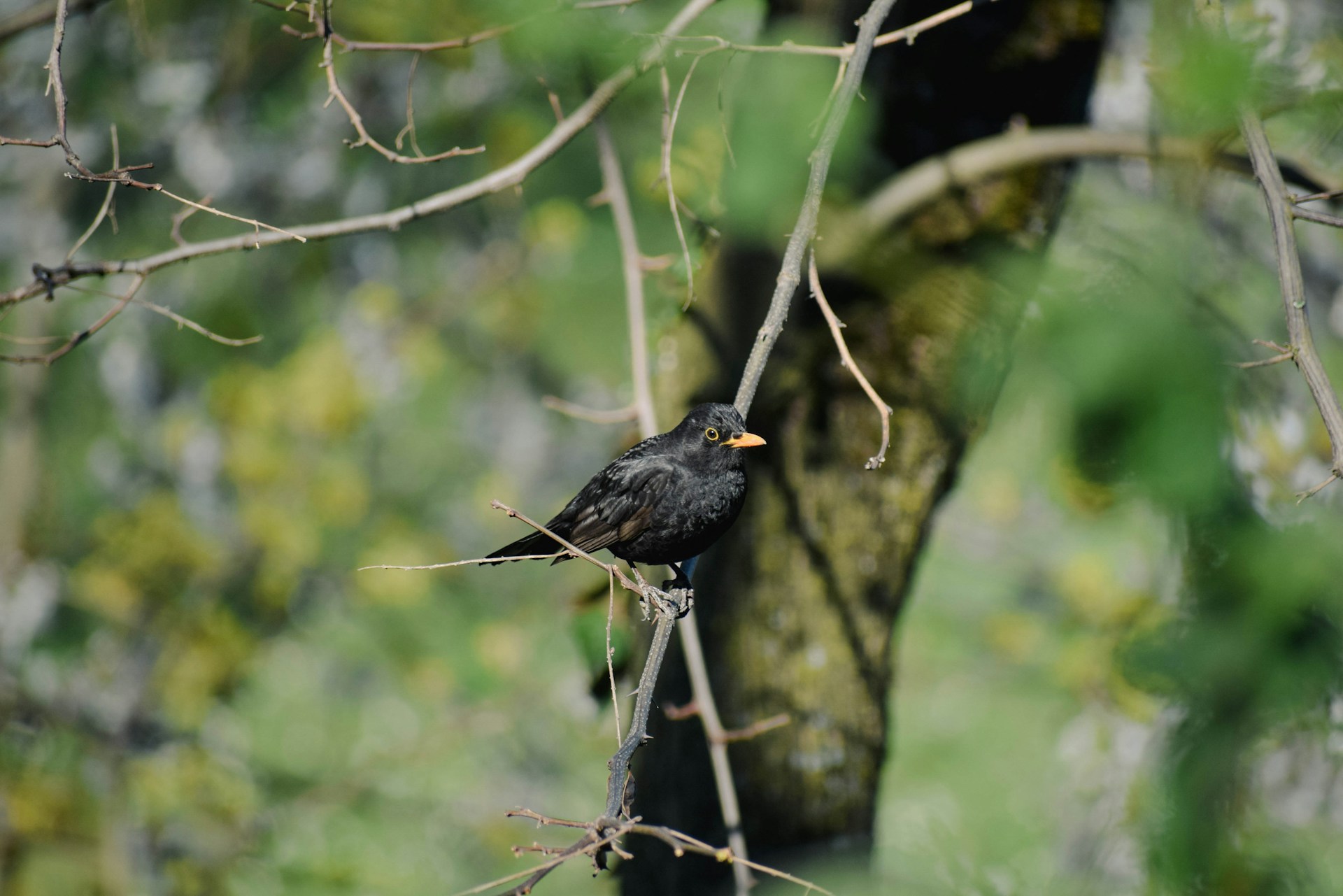 Conserving Biodiversity: How Everyday Choices Affect Wildlife and Ecosystems